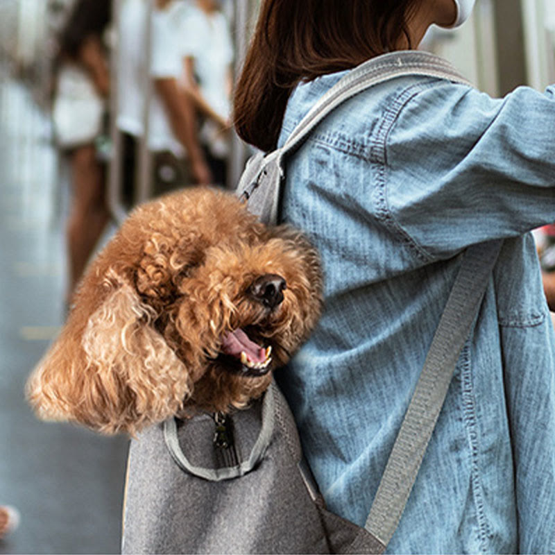 Pet Front Carrier Small Dog Cat Mesh Backpack with Safety Belt